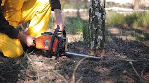 Best Tree Risk Assessment  in Enoch, UT