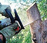 Best Storm Damage Tree Cleanup  in Enoch, UT