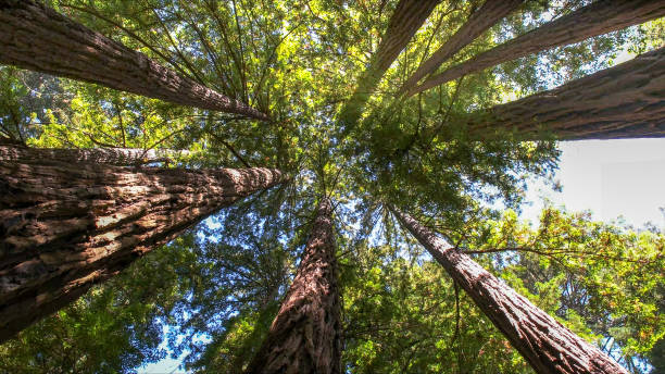 Tree and Shrub Care in Enoch, UT